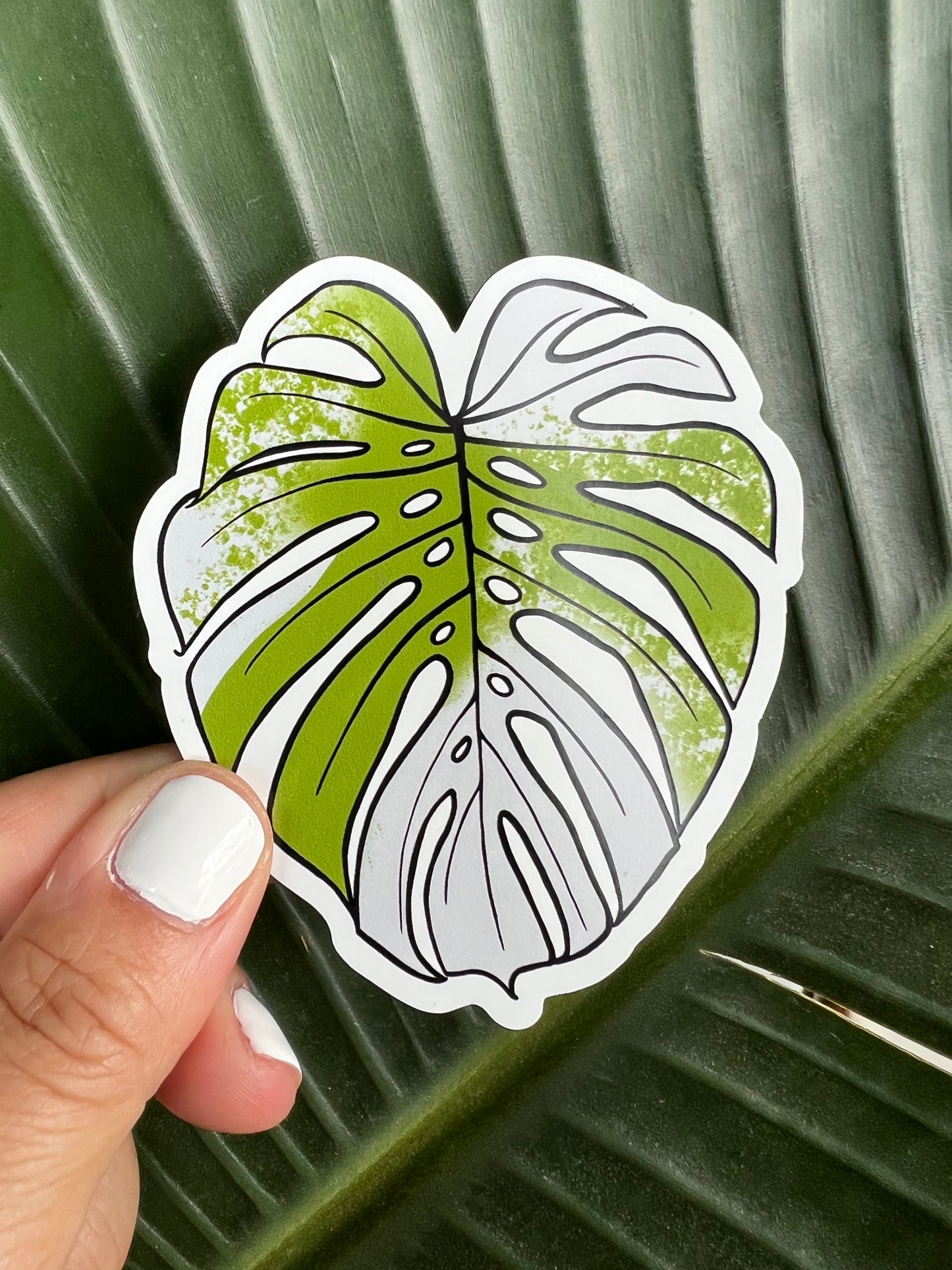 Monstera Albo Magnet