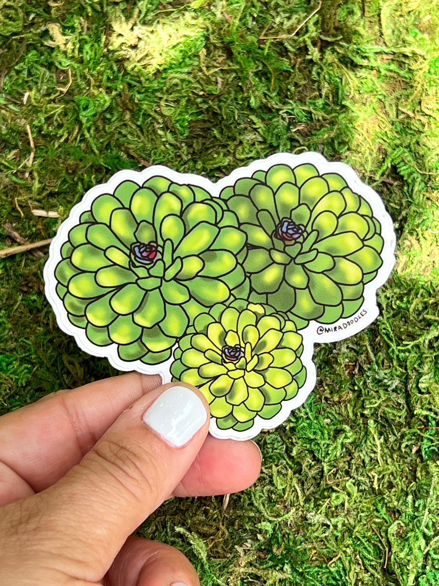 Butterwort Pinguicula Plant Sticker