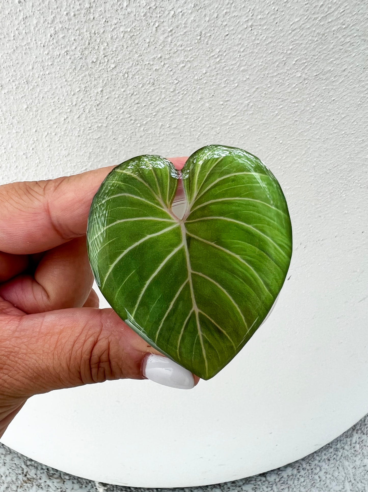 Gloriosum Philodendron Leaf Phone Grip