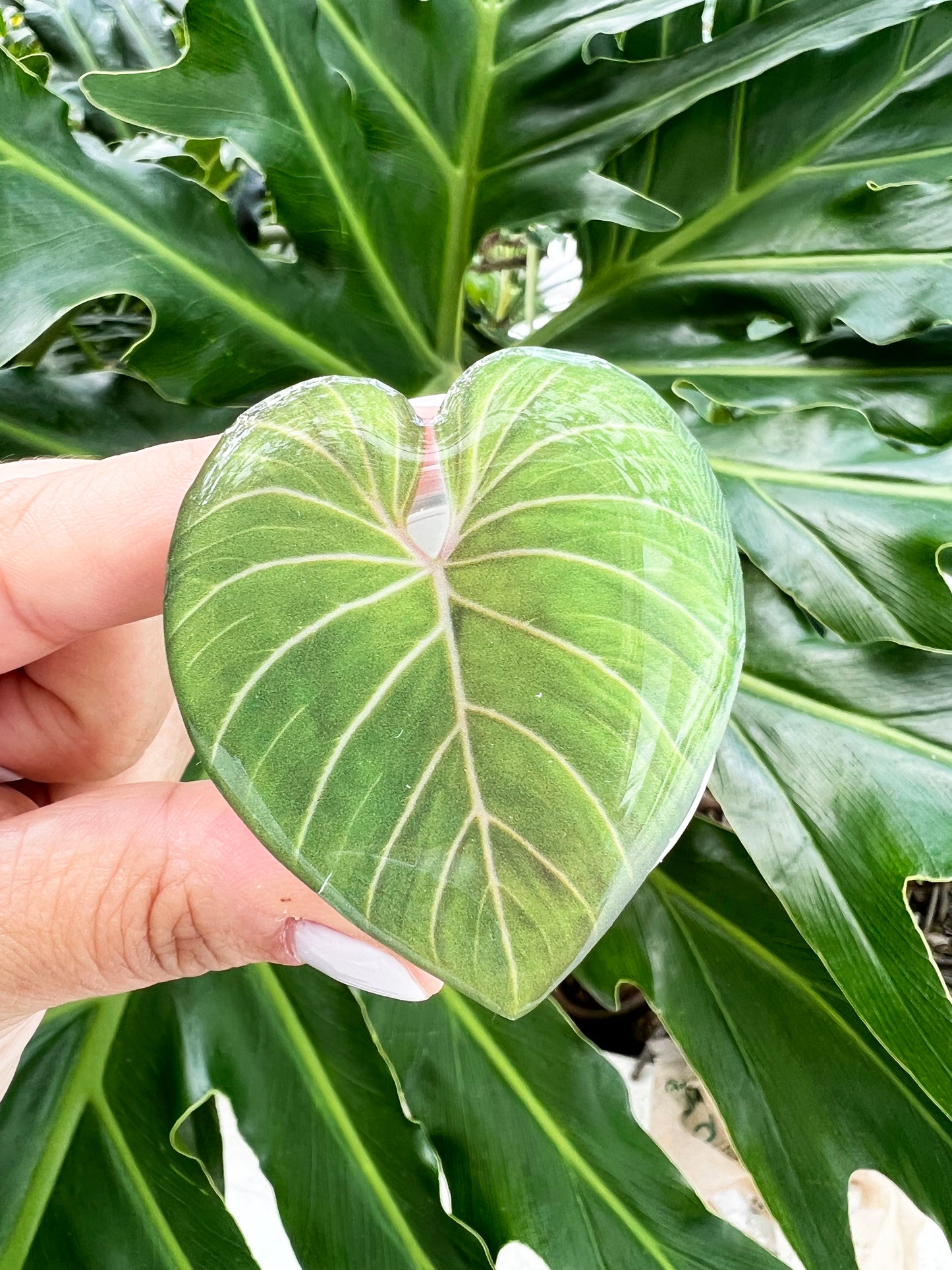 Gloriosum Philodendron Leaf Phone Grip