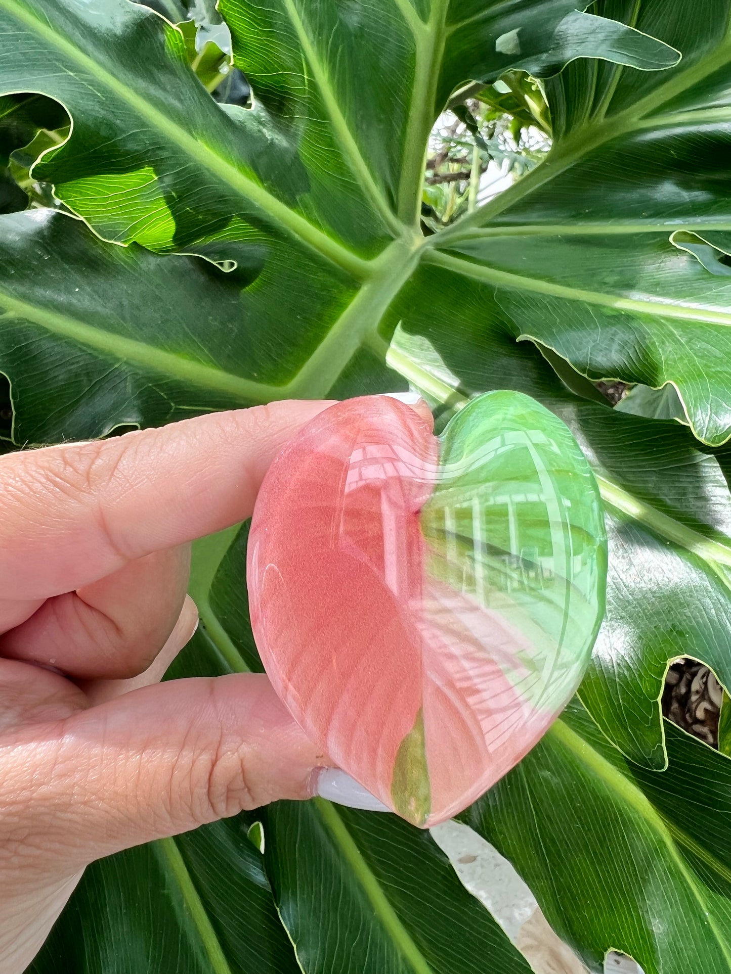 Variegated Homalomena Pink Leaf Phone Grip