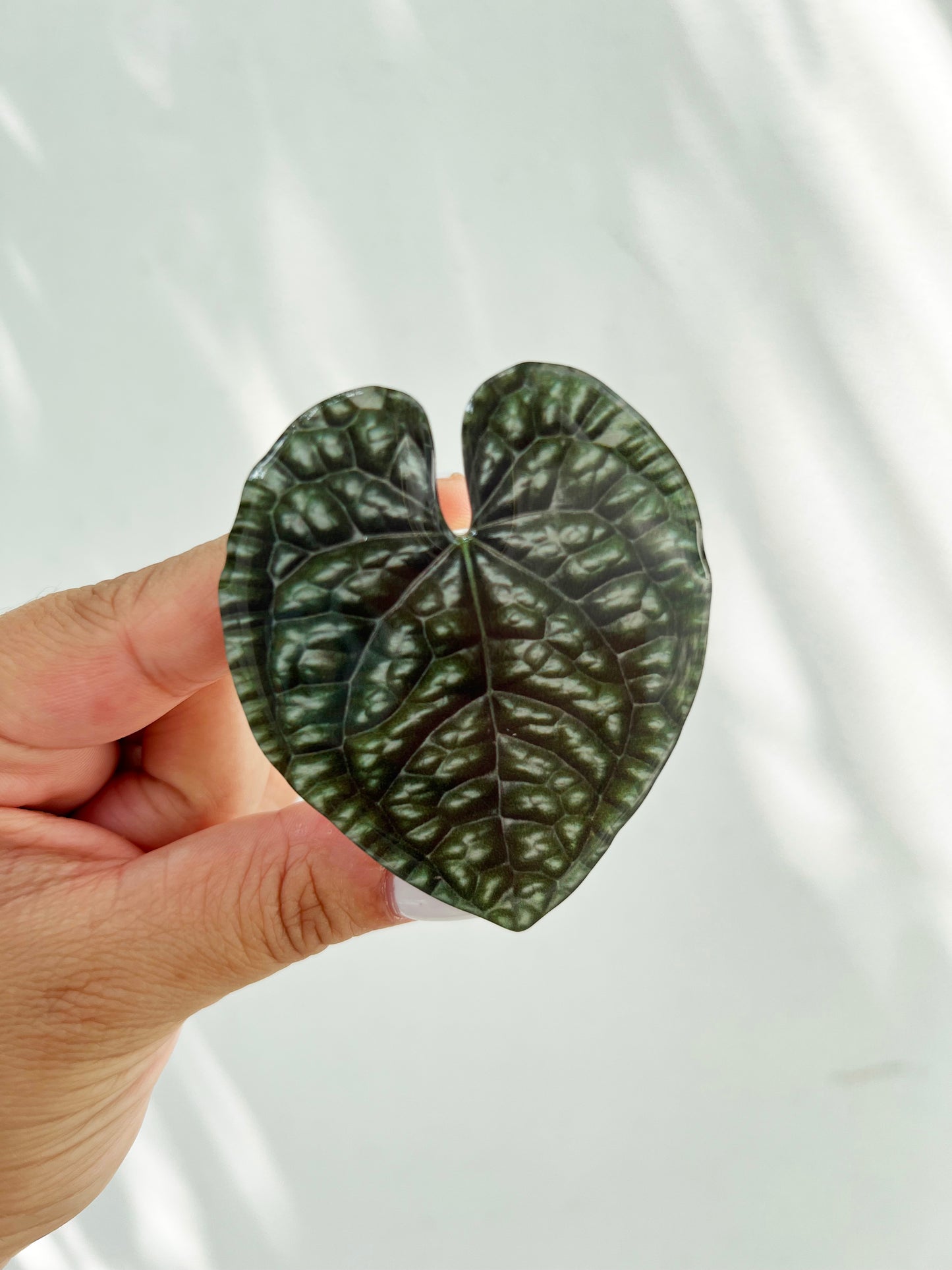 Luxurians Anthurium Leaf Phone Grip