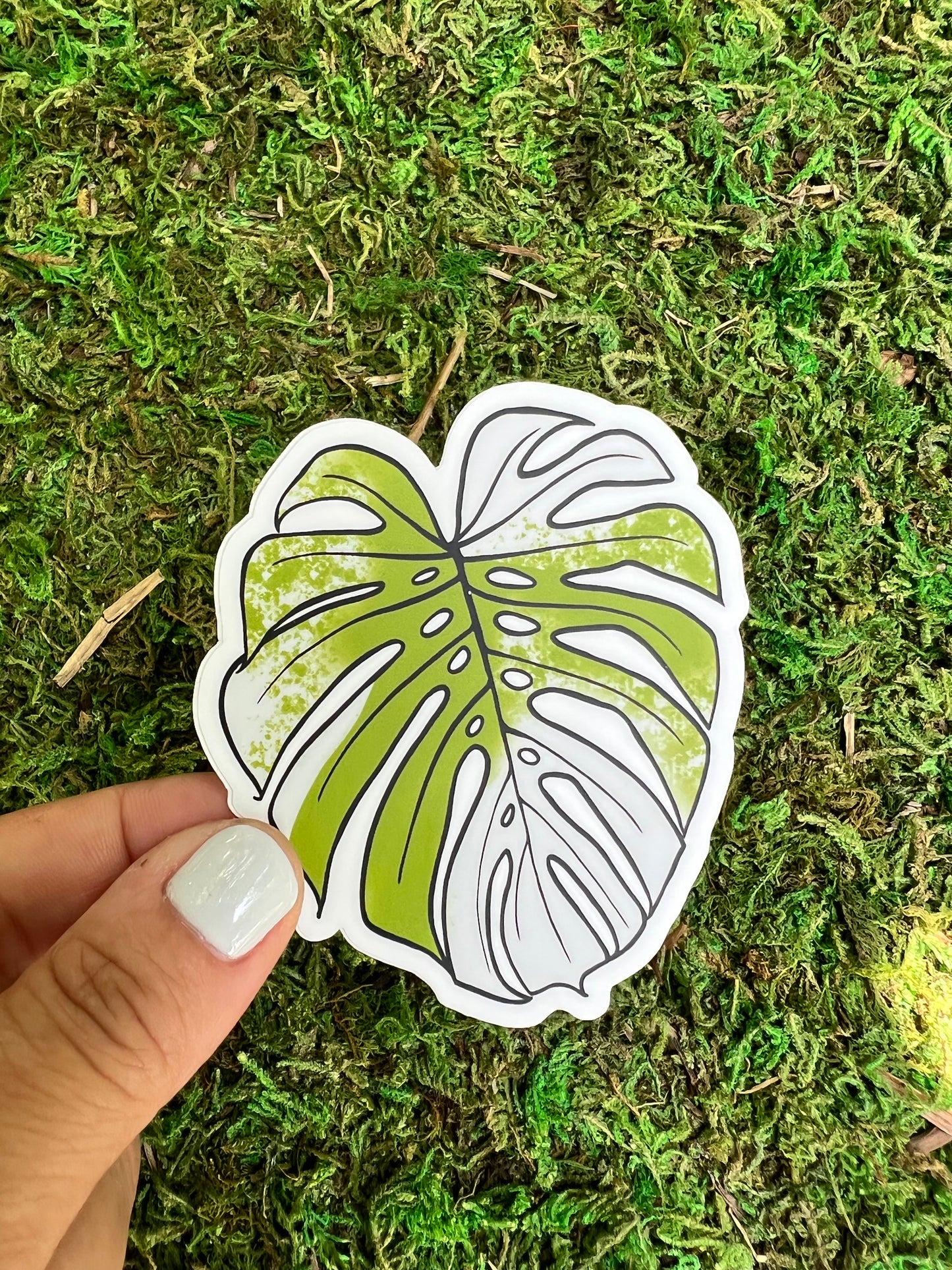 Monstera Albo Sticker