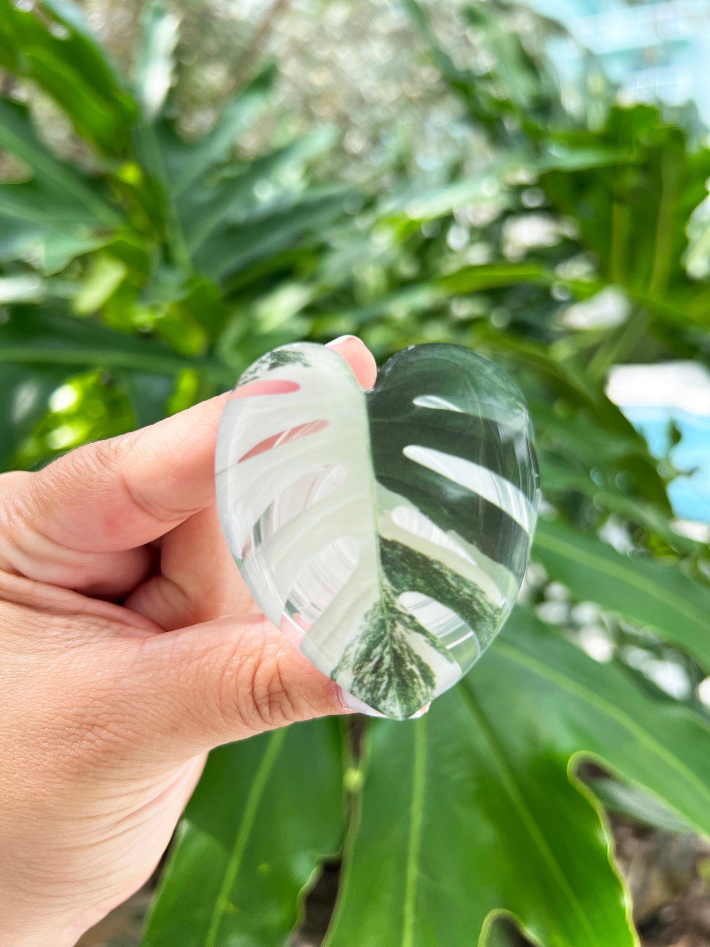 Monstera Albo Leaf Phone Grip