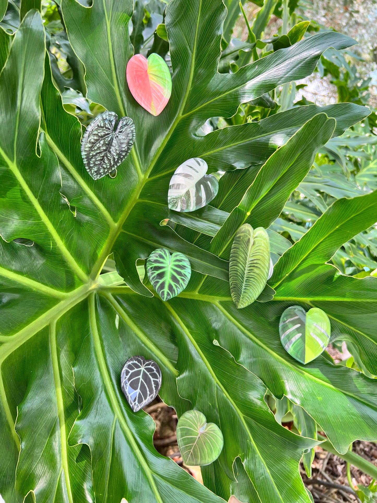 Monstera Albo Leaf Phone Grip