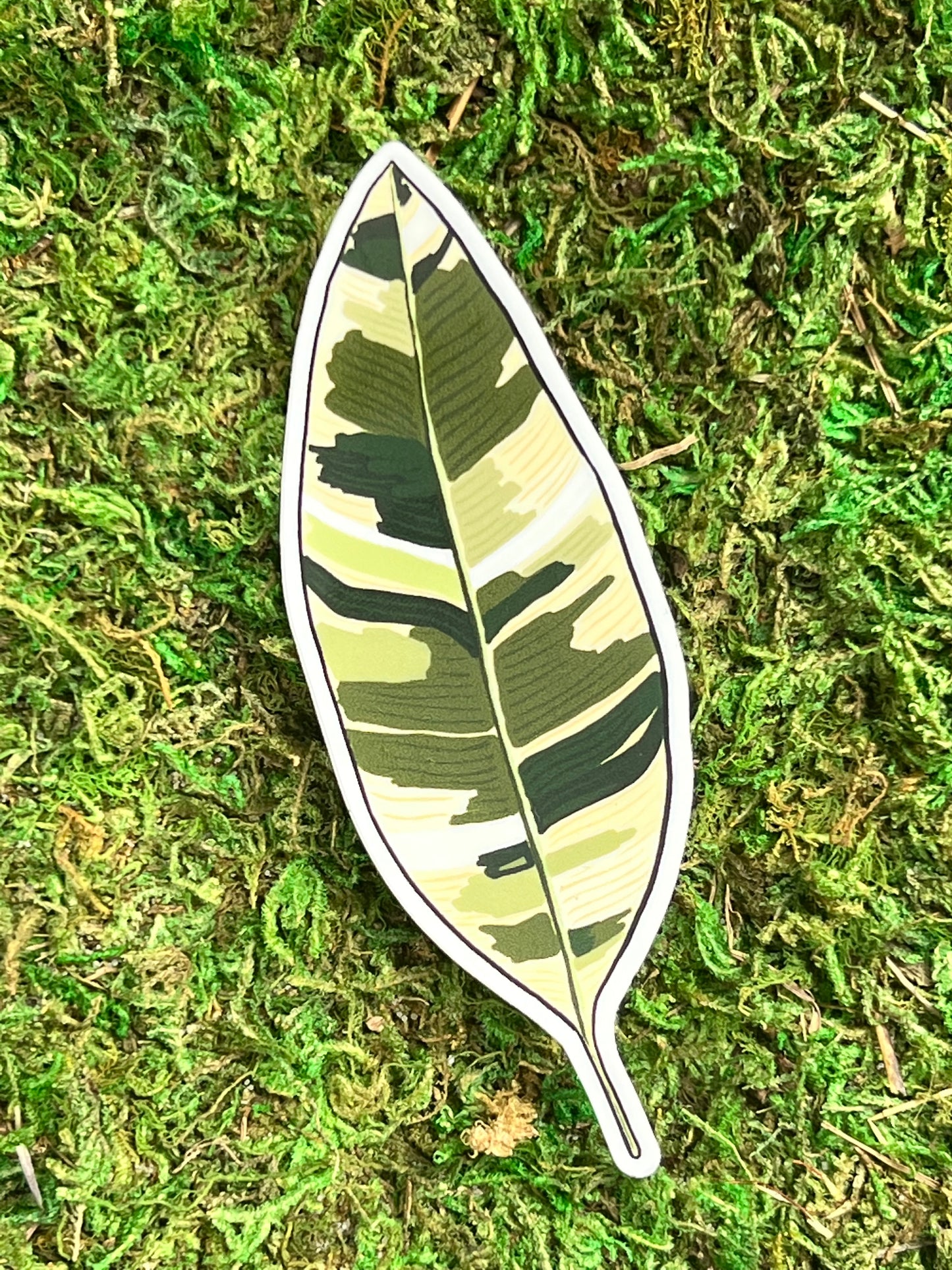 Variegated Banana Leaf Sticker