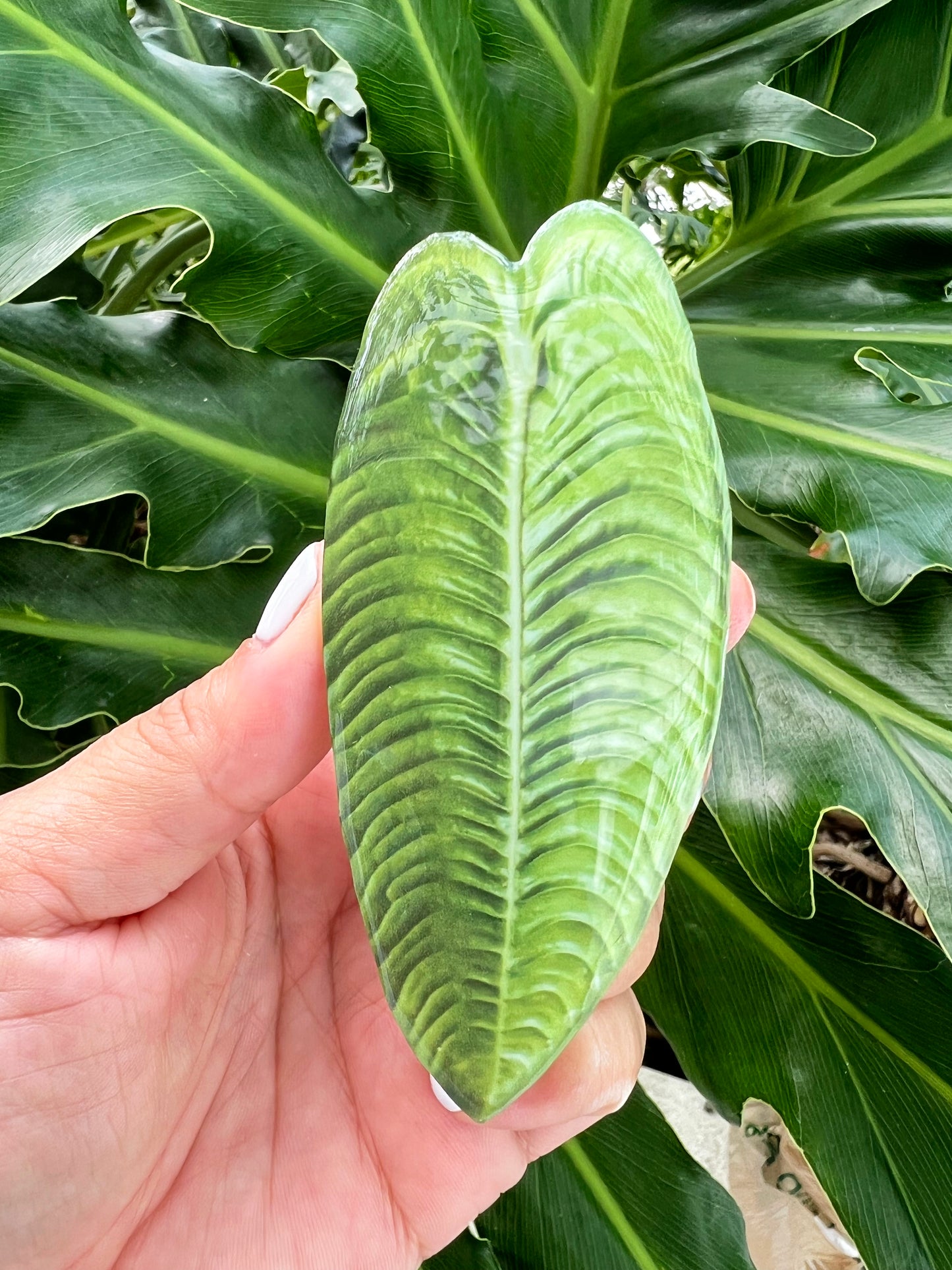 Veitchii Anthurium Leaf Phone Grip