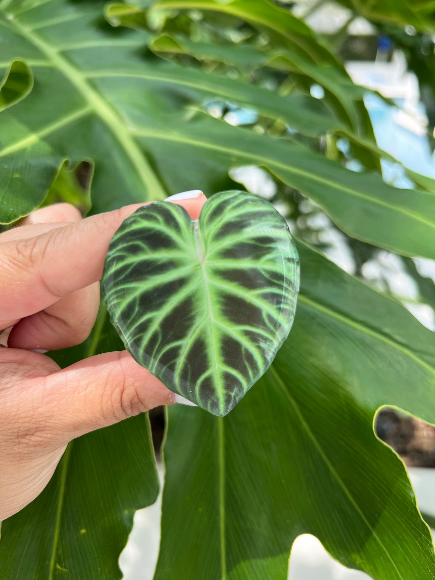 Verrucosum Philodendron Leaf Phone Grip