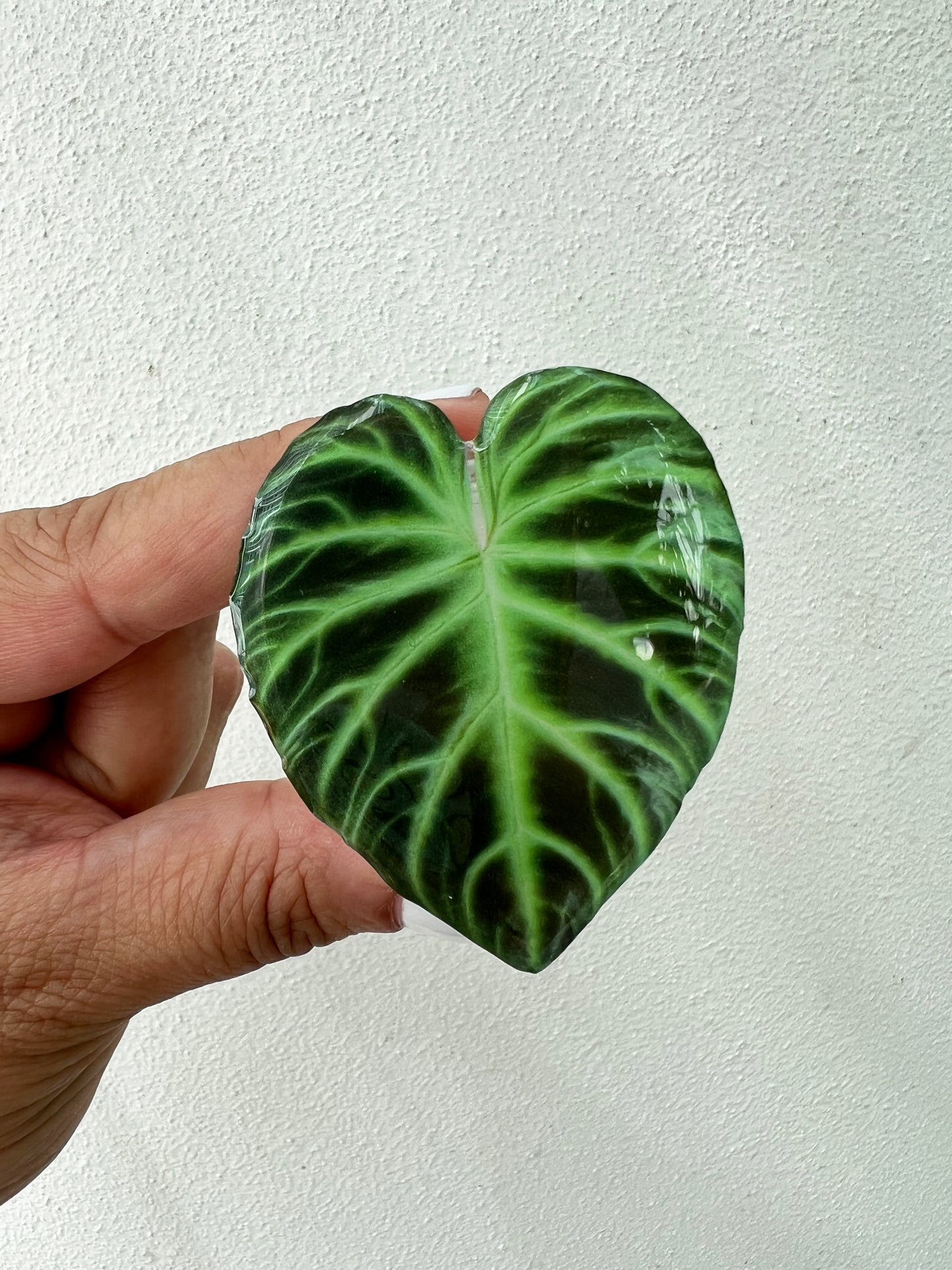 Verrucosum Philodendron Leaf Phone Grip