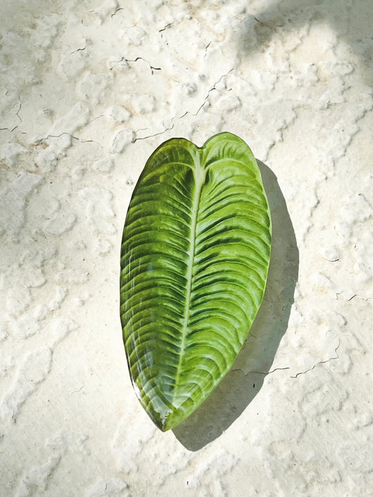 Veitchii Anthurium Leaf Phone Grip